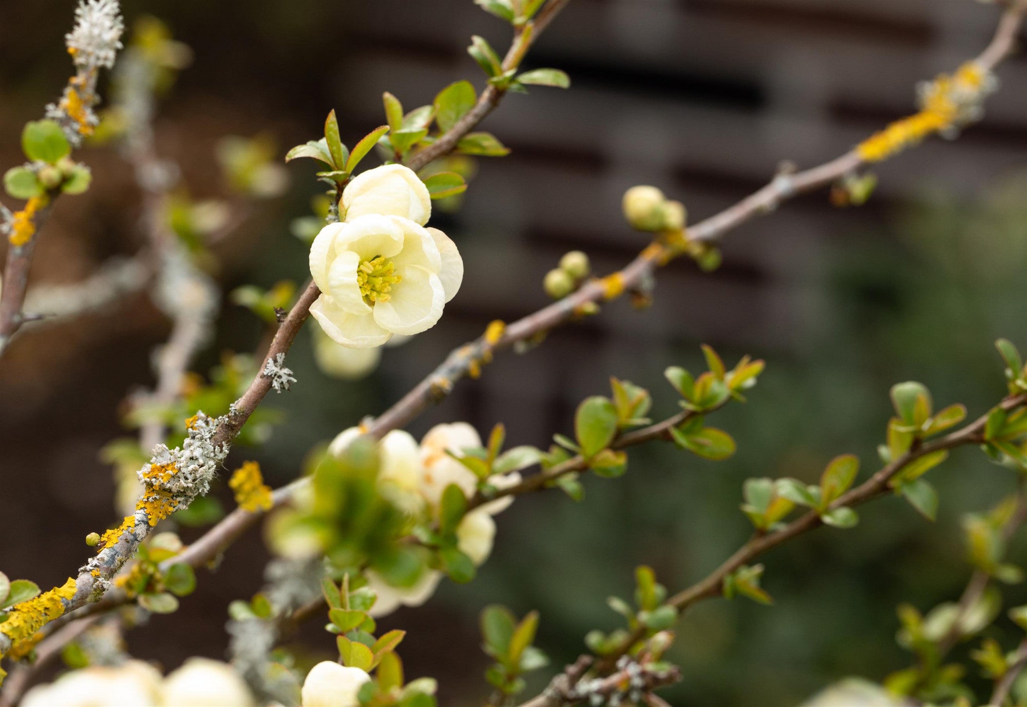 Chaenomeles 'Nivalis' (Zierquitte 'Nivalis')