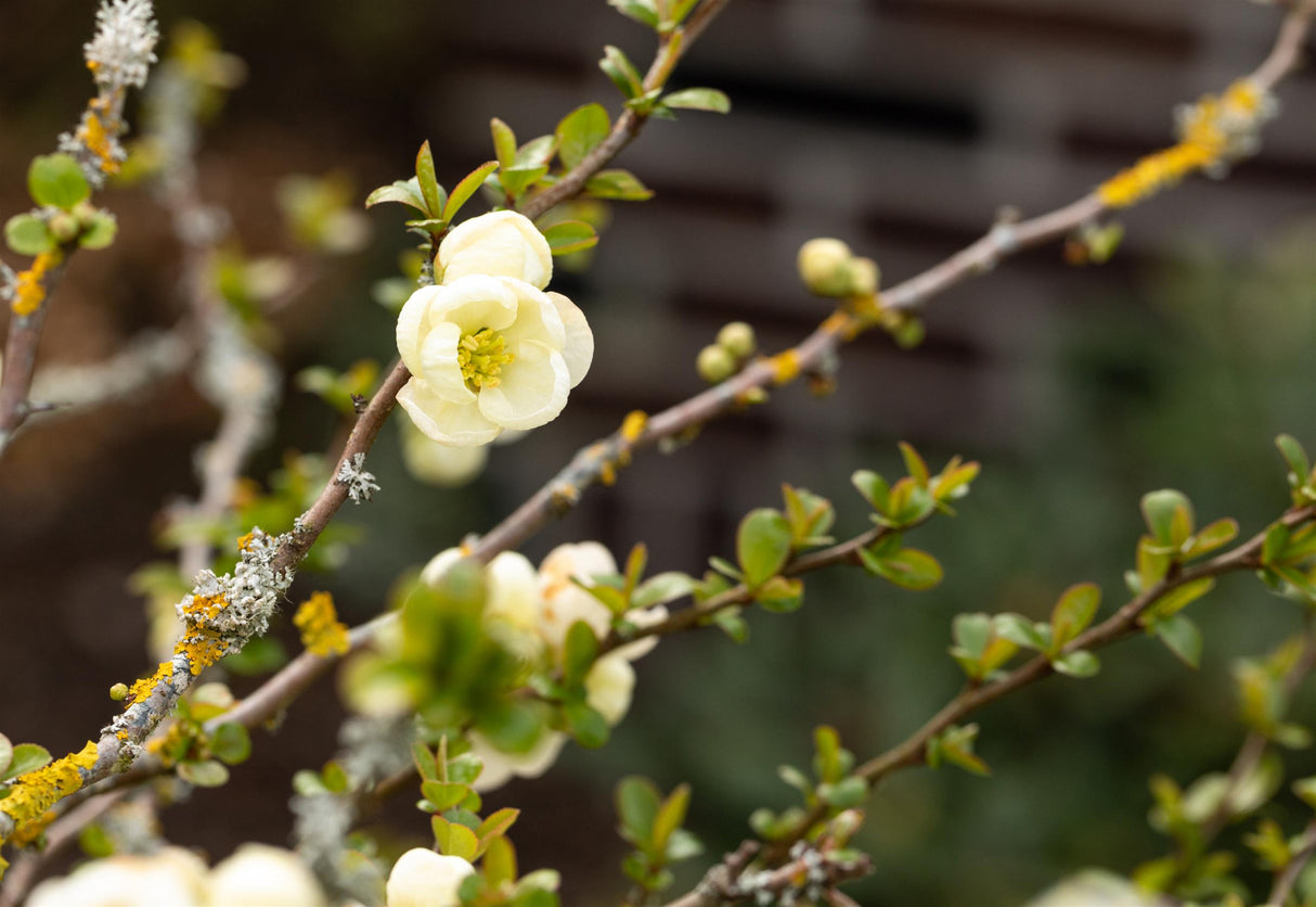 Chaenomeles 'Nivalis' mit Blüte, erhältlich von 40-60 bis 80-100 cm; Einsatz: ;;ab 18,90 Euro