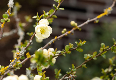Chaenomeles 'Nivalis' mit Blüte, erhältlich von 40-60 bis 80-100 cm; Einsatz: ;;ab 18,90 Euro