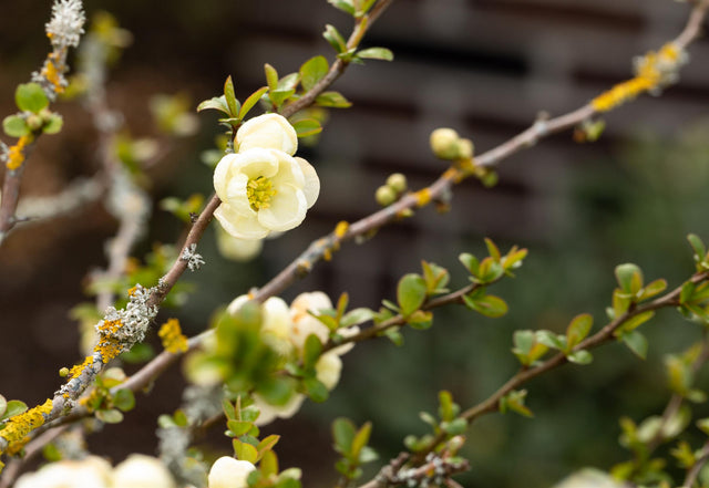 Chaenomeles 'Nivalis' mit Blüte, erhältlich von 40-60 bis 80-100 cm; Einsatz: ;;ab 18,90 Euro