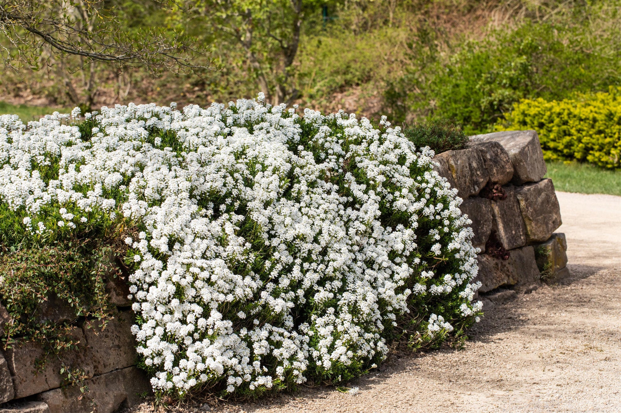 Iberis sempervirens 'Snowflake' (Immergrüne Garten-Schleifenblume)