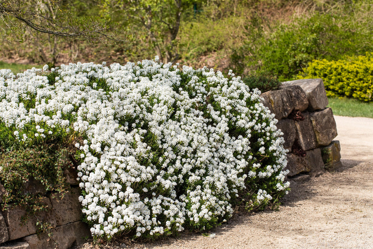 Iberis sempervirens 'Snowflake' als Pflanze im Beet; Einsatz: ;;ab 4,50 Euro