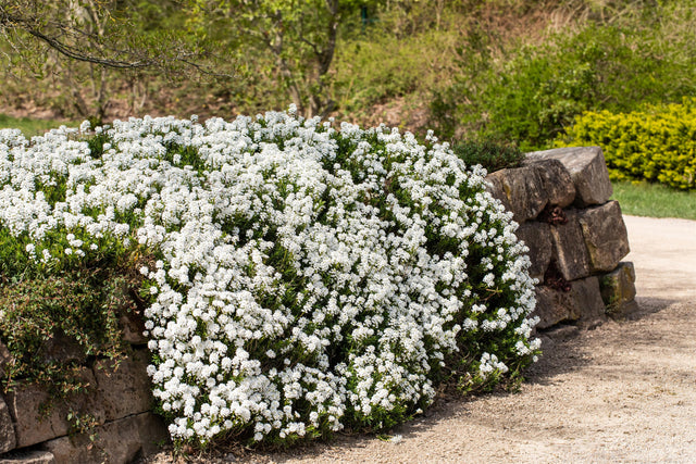 Iberis sempervirens 'Snowflake' als Pflanze im Beet; Einsatz: ;;ab 4,50 Euro