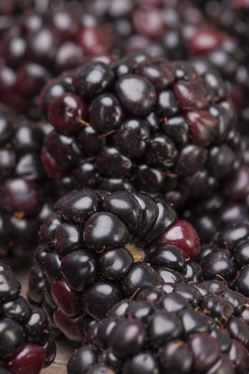 Rubus frut. 'Wilsons Frühe' mit Früchten; Einsatz: ;;ab 16,90 Euro