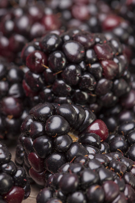 Rubus frut. 'Wilsons Frühe' mit Früchten; Einsatz: ;;ab 16,90 Euro
