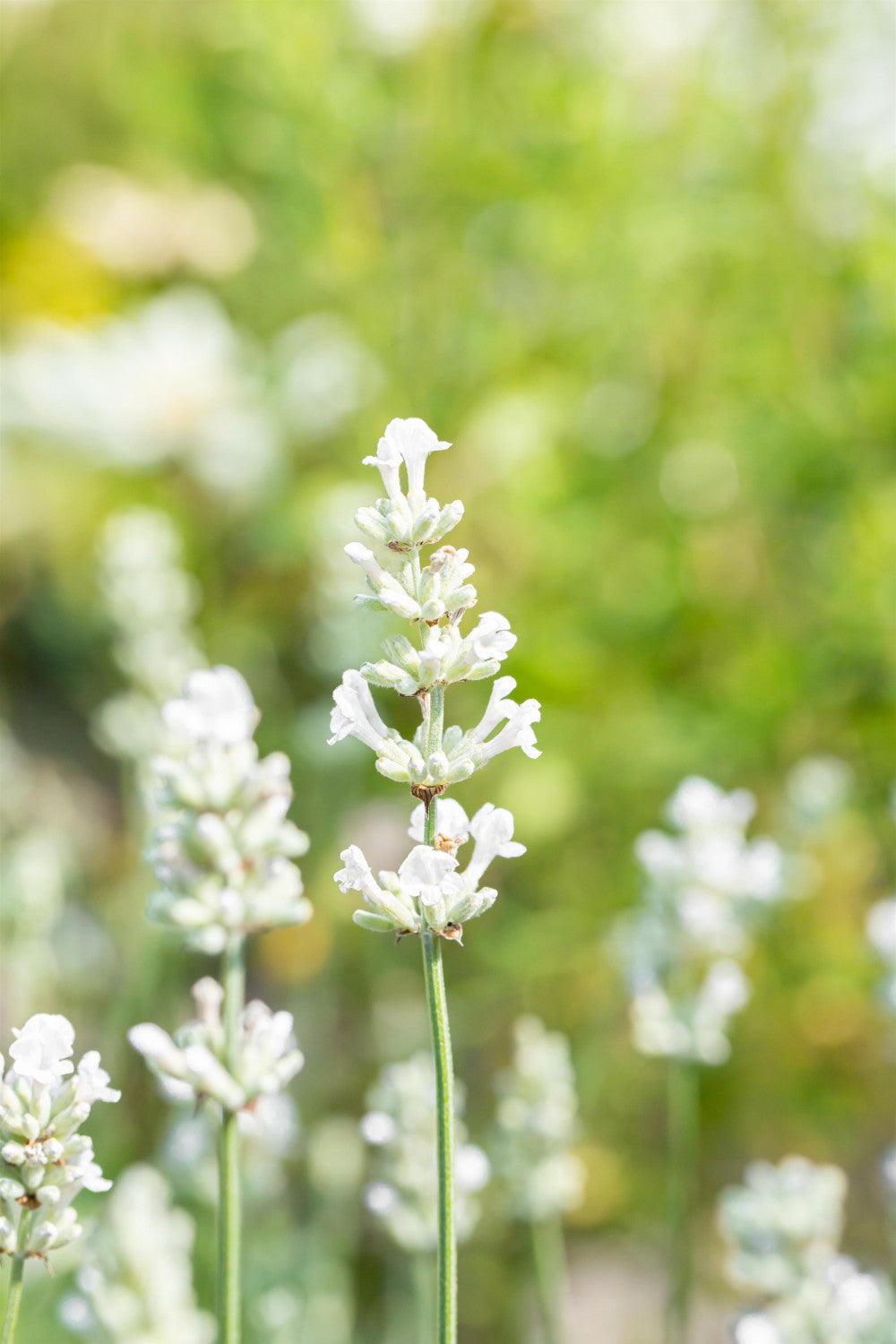 Lavandula angustifolia 'Nana Alba' mit Blüte; Einsatz: ;;ab 5,10 Euro