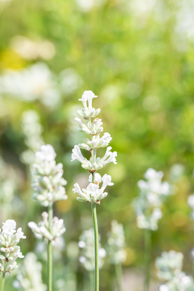 Lavandula angustifolia 'Nana Alba' mit Blüte; Einsatz: ;;ab 5,10 Euro