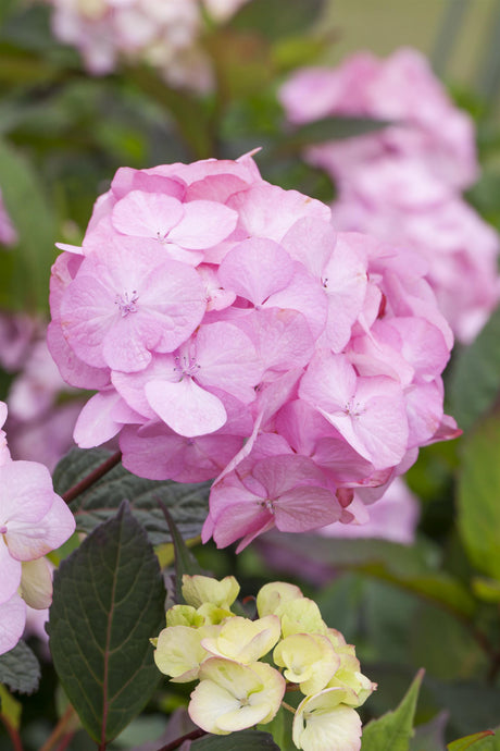 Hydrangea serrata 'Preziosa' mit Blüte, erhältlich von 40-60 bis 60-80 cm; Einsatz: ;;ab 58,00 Euro