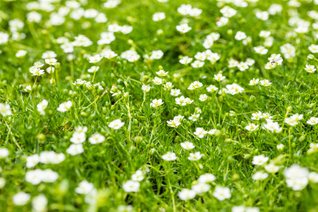 Sagina subulata mit Blüte; Einsatz: ;;ab 3,50 Euro