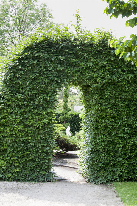 Fagus sylvatica HkG 81010; in Einzelansicht; robust; Einsatzmöglichkeit z.B. : Parkanlagen;;ab 1,34 Euro