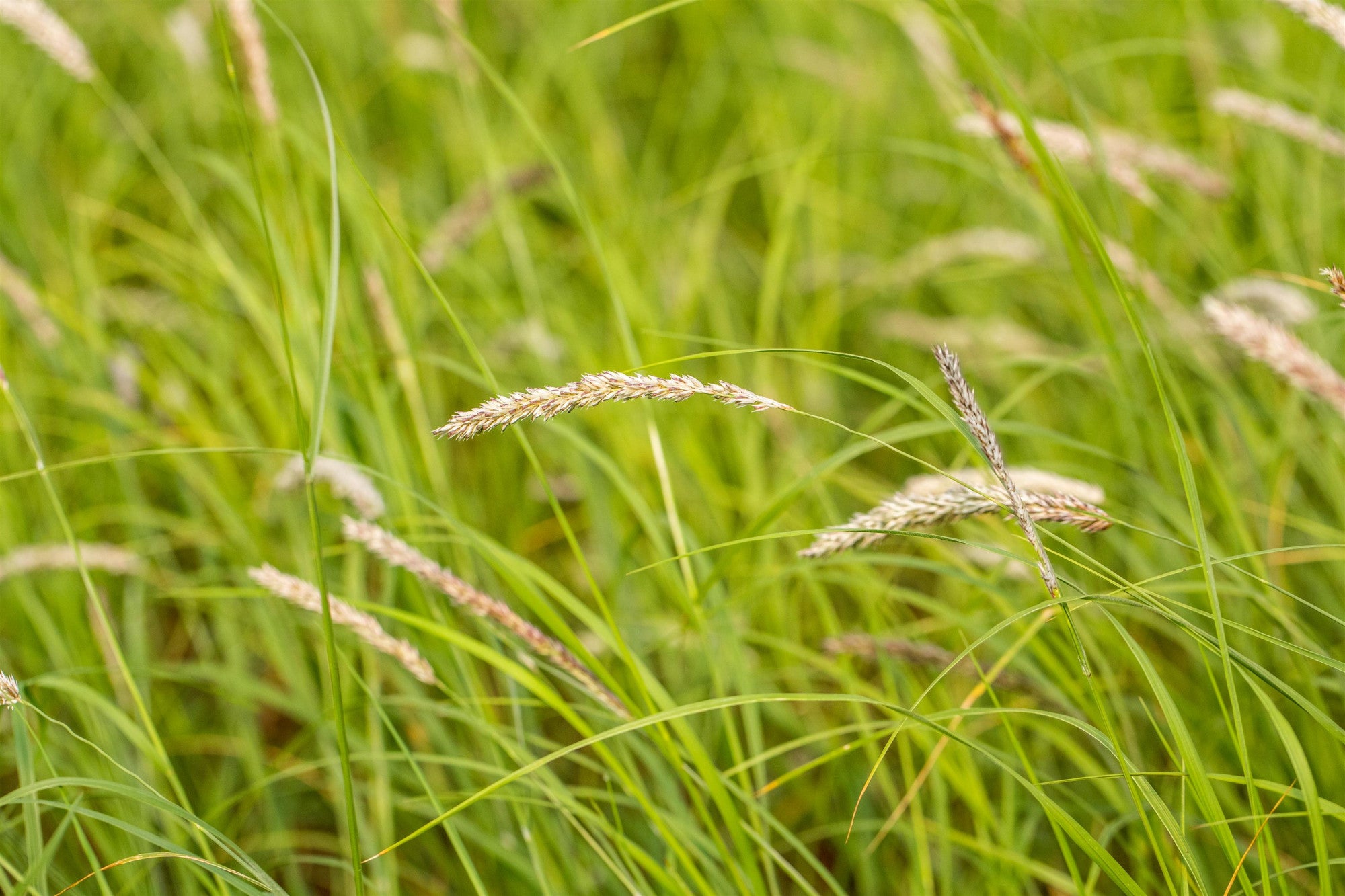 Sesleria autumnalis (Herbst-Blaugras)