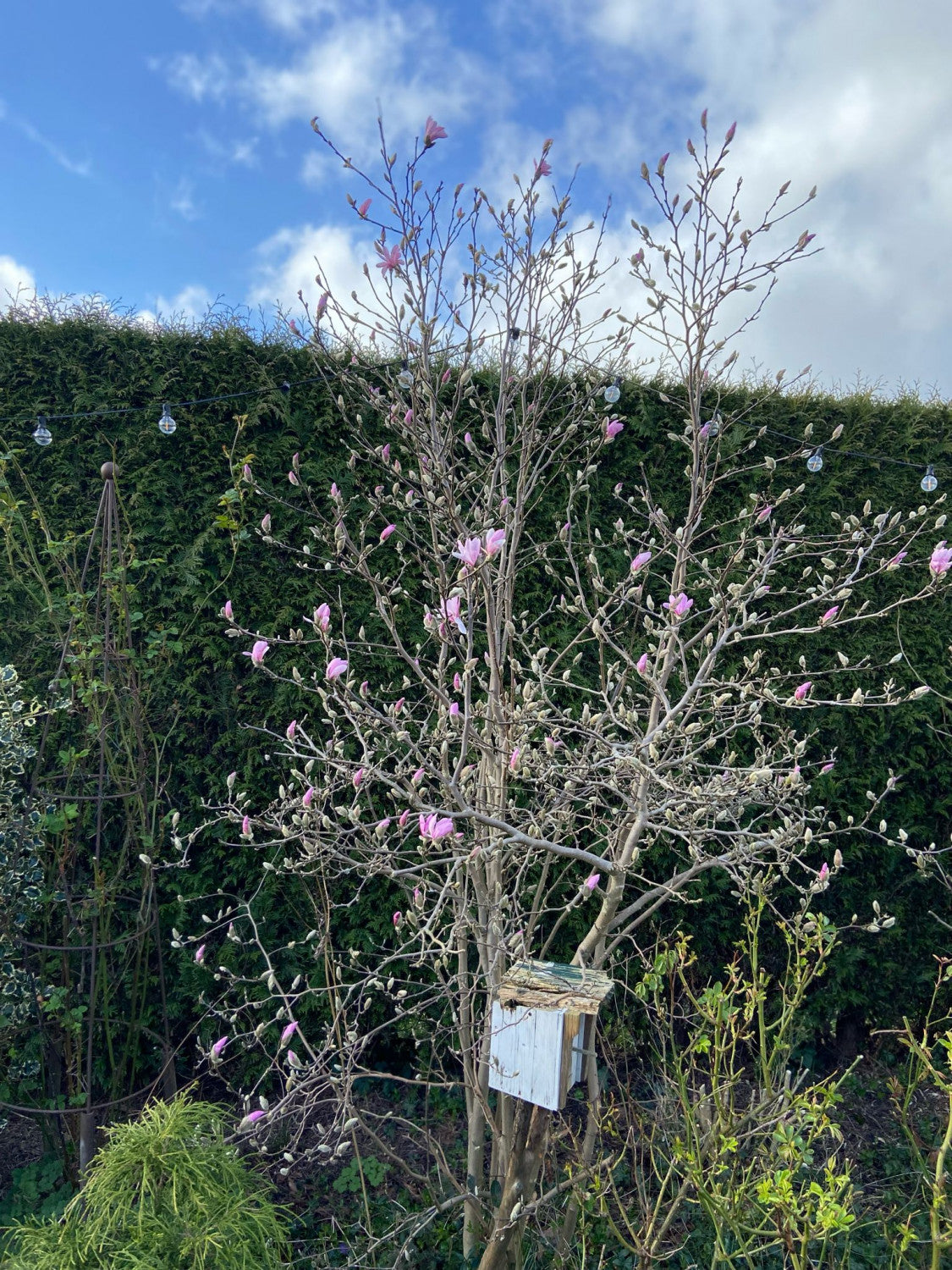 Magnolia loebneri 'Leonard Messel' als Pflanze im Beet; Einsatz: Gartenbaumauffällige Blüten;;mit zeitnaher Lieferung