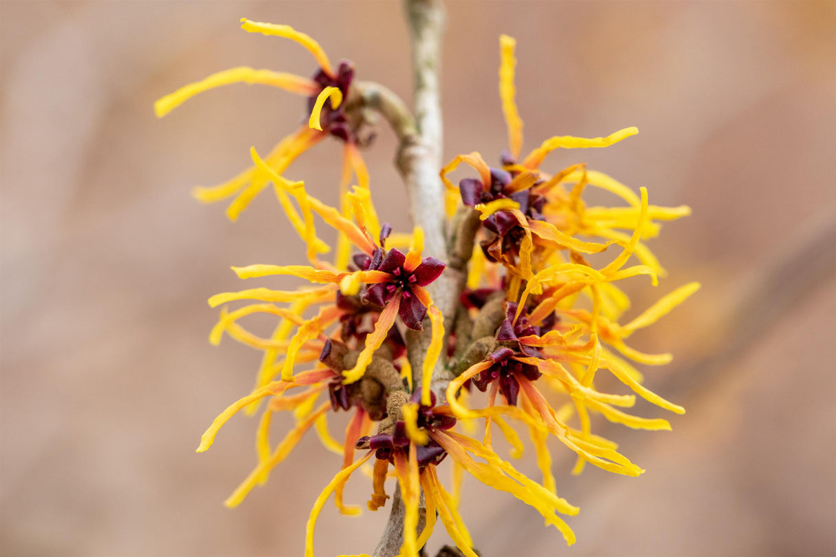 Hamamelis japonica mit Blüte, erhältlich von 40-60 bis 125-150 cm; Einsatz: ;;ab 47,20 Euro