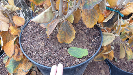 Zaubernuss 'Feuerzauber'; hier im Topf; farbintensive Blüten; Einsatzmöglichkeit z.B. : Ziergehölz; erhältlich von 40-60 bis 125-150 cm;;hier kaufen