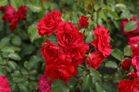Rosa 'Rotilia' BT mit Blüte; Einsatz: ;;ab 8,10 Euro