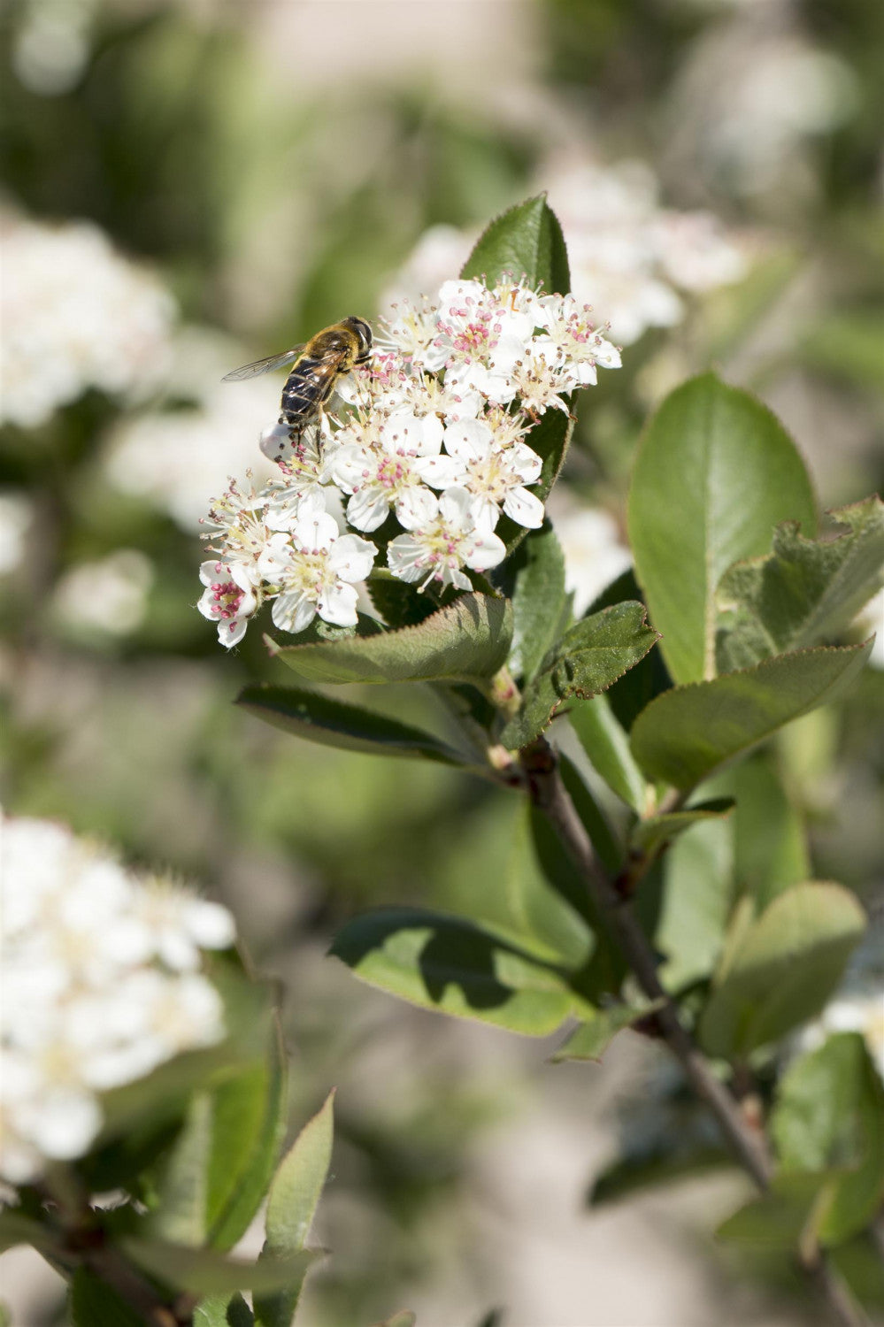 Aronia melanocarpa mit Blüte; Einsatz: Marmeladedekorativ;;Pflanzen vom Profi