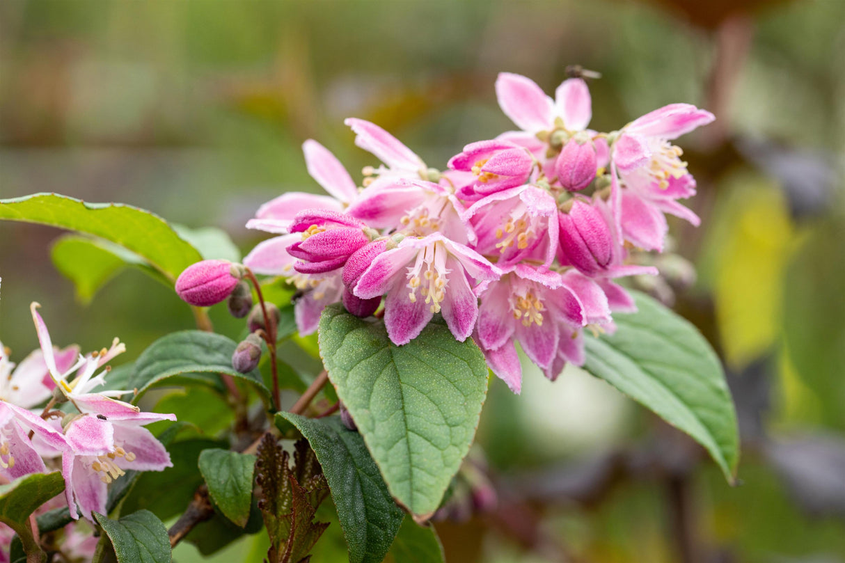 Deutzia magnifica 'Tourbillon Rouge' , erhältlich von 40-60 bis 60-100 cm;;ab 15,20 Euro