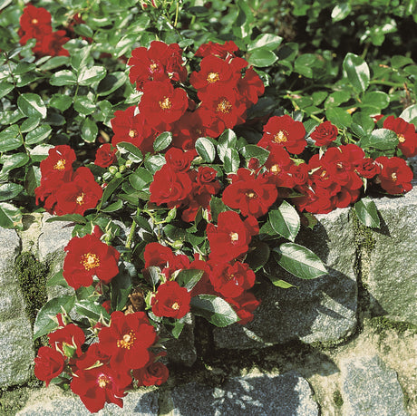 Rosa 'Alpenglühen' BDR mit Blüte; Einsatz: ;;ab 5,50 Euro