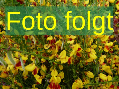 Bild wird ergänzt für Cytisus praecox 'Allgold' (Elfenbeinginster 'Allgold')