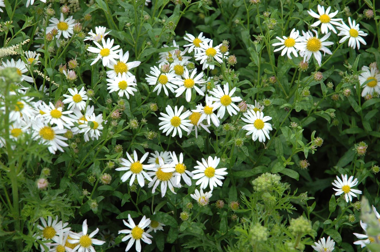 Kalimeris incisa 'Alba' (Garten-Schönaster)