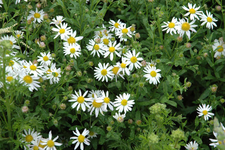Kalimeris incisa 'Alba' mit Blüte; Einsatz: ;;ab 4,40 Euro