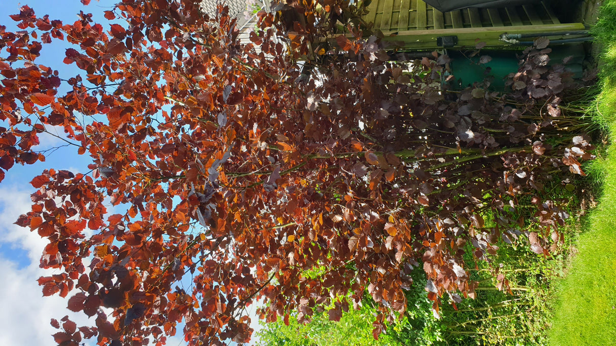 Corylus avellana 'Red Majestic' in Einzelansicht; Einsatz: Vogelschutzgehölzdekoratives Laub;;mit zeitnaher Lieferung