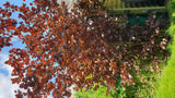 Corylus avellana 'Red Majestic' in Einzelansicht; Einsatz: Vogelschutzgehölzdekoratives Laub;;mit zeitnaher Lieferung