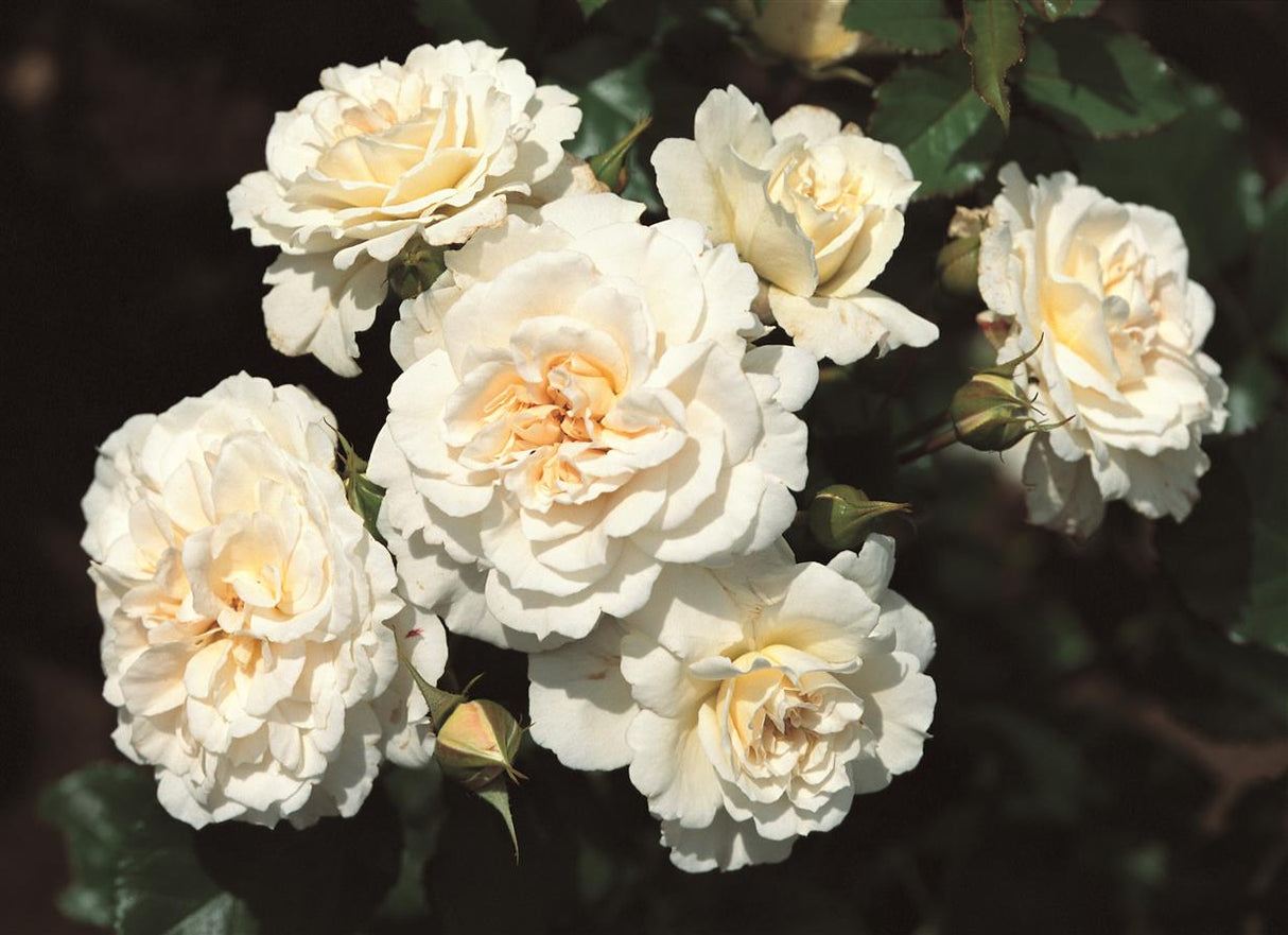 Rosa 'Petticoat' BT mit Blüte; Einsatz: ;;ab 9,50 Euro