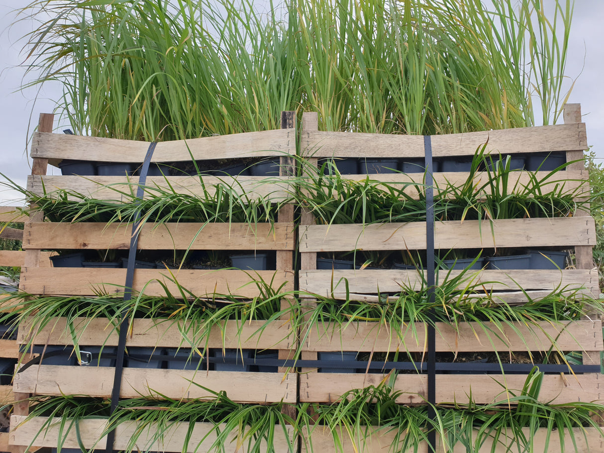 Carex morrowii; vorbereitet für Versand; dekorativ; Einsatzmöglichkeit z.B. : Steingärten; verfügbar in 2 Größen und Varianten;;ab 0,00 Euro