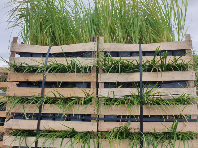 Carex morrowii; vorbereitet für Versand; dekorativ; Einsatzmöglichkeit z.B. : Steingärten; verfügbar in 2 Größen und Varianten;;ab 0,00 Euro