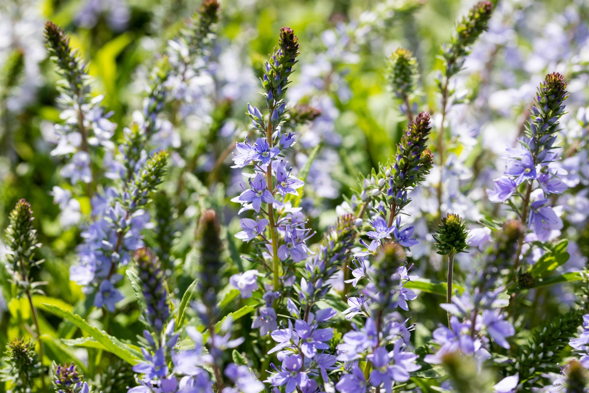 Veronica prostrata (Niederliegender Ehrenpreis)