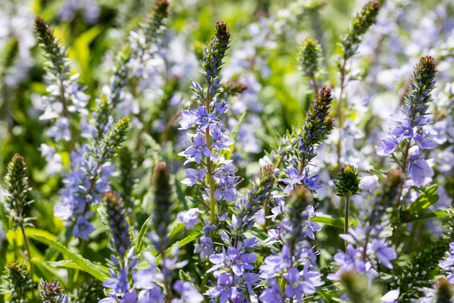 Veronica prostrata mit Blüte; Einsatz: ;;ab 3,70 Euro
