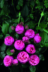 Rosa 'Pink Piano' TH; hier mit Blüte; lange Blütezeit; Einsatzmöglichkeit z.B. : Einzelstellung;;ab 15,00 Euro