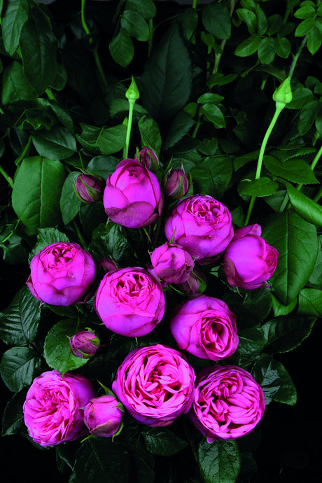 Rosa 'Pink Piano' TH mit Blüte; Einsatz: ;;ab 10,90 Euro