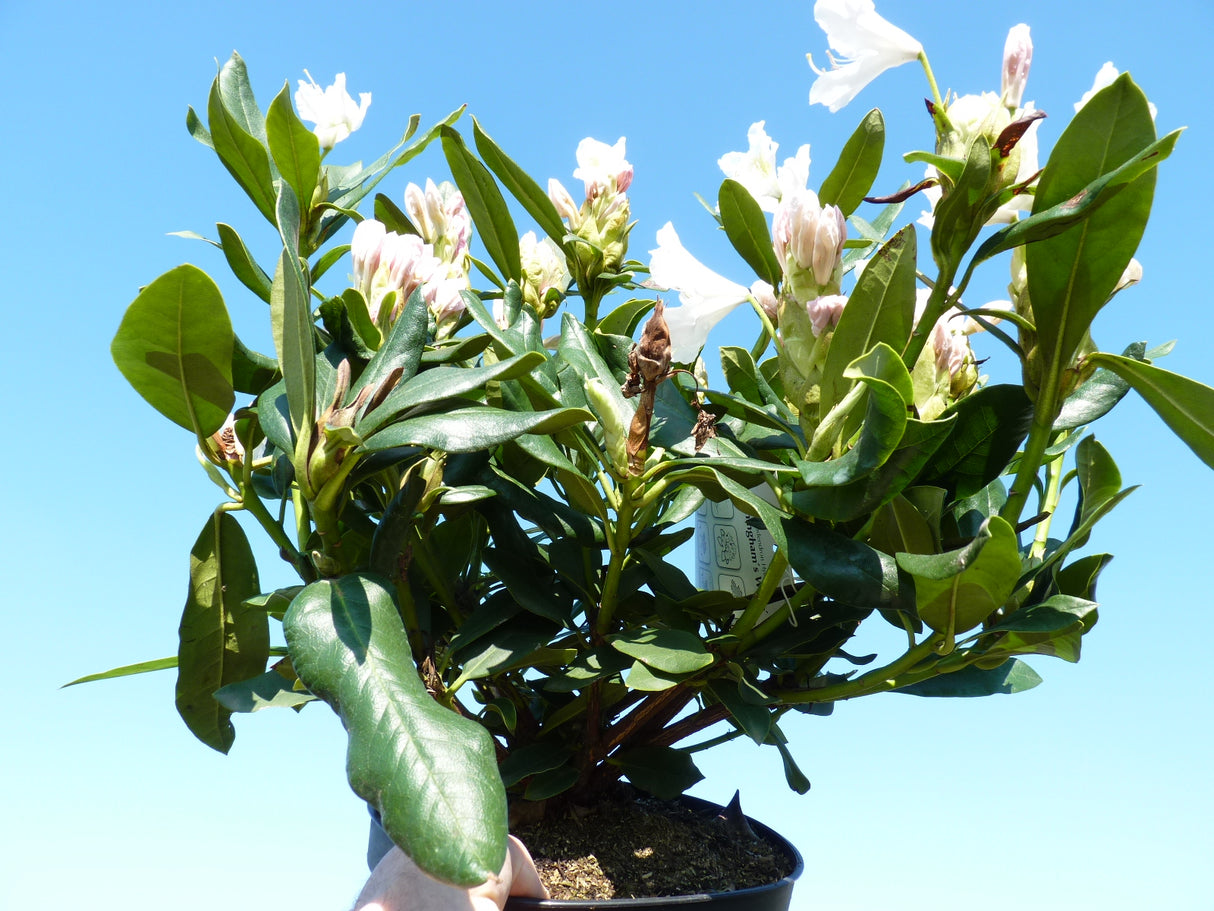 Synonym (alte Bezeichnung): Rhododendron Hyb.'Cunningham's White' I im Topf; Einsatz: ;;Pflanzen vom Profi