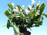 Synonym (alte Bezeichnung): Rhododendron Hyb.'Cunningham's White' I im Topf; Einsatz: ;;Pflanzen vom Profi