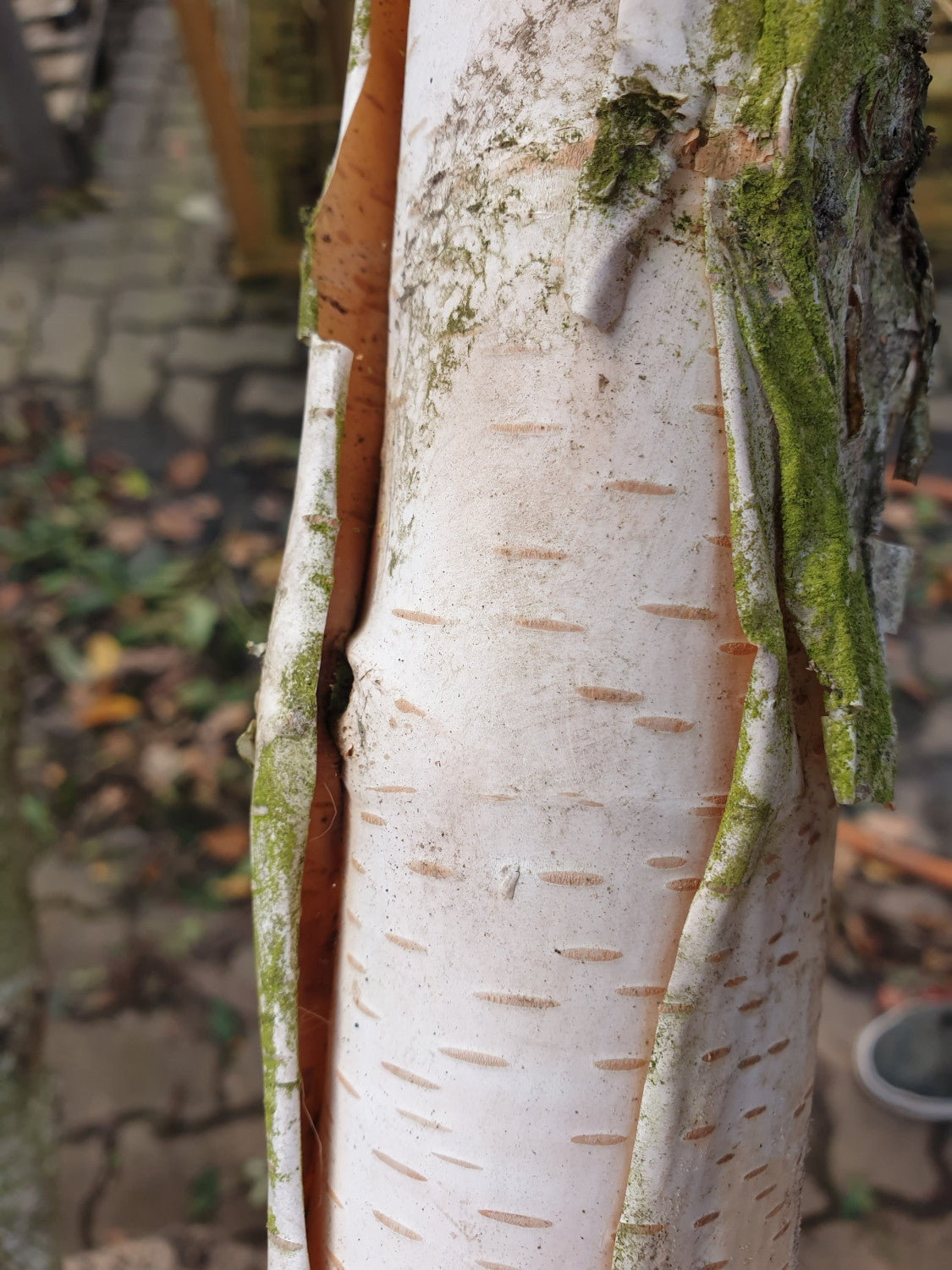 weiße himalayabirke; Rinde; attraktive Herbstfärbung; Einsatzmöglichkeit z.B. : Kübelbepflanzung; erhältlich mit Stammumfang von ab 5 bis 20-25 cm;;günstig mit Qualität