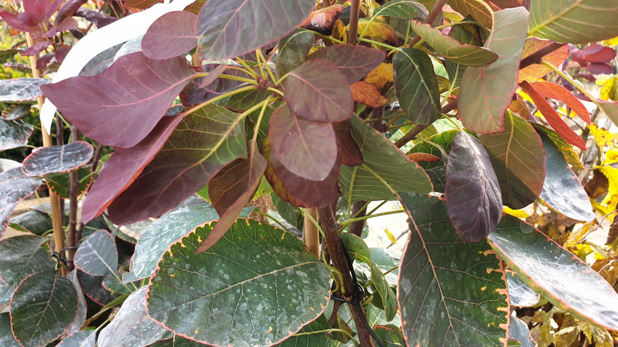 Cotinus coggygria 'Royal Purple' mit Belaubung; Einsatz: Beetpflanze, trockenheitsverträglichkeit;;mit zeitnaher Lieferung