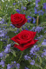 Rosa 'Duftzauber' TH; hier mit Blüte; starker Duft; Einsatzmöglichkeit z.B. : Einzelstellung;;ab 11,10 Euro