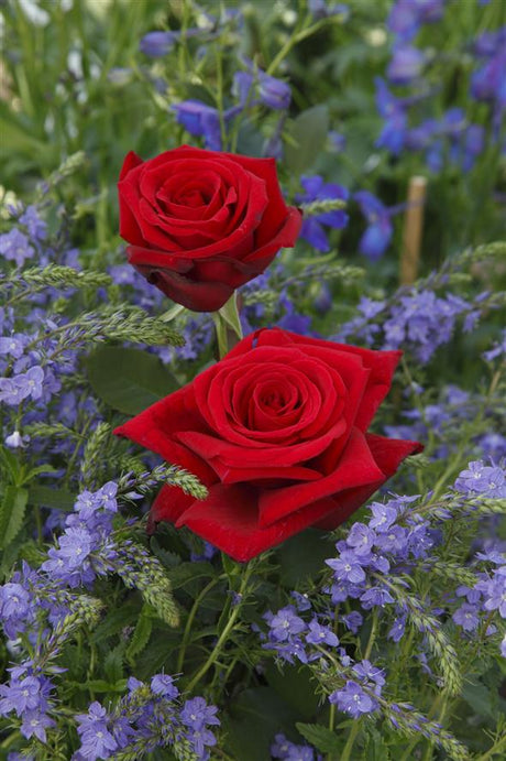 Rosa 'Duftzauber' TH mit Blüte; Einsatz: ;;ab 8,10 Euro