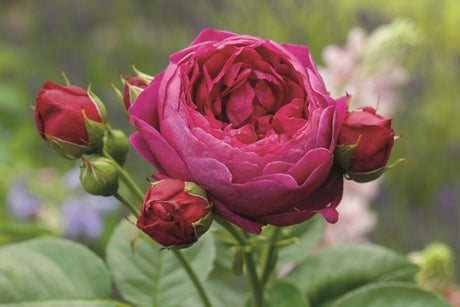 Rosa 'Ascot' TH mit Blüte; Einsatz: ;;ab 11,80 Euro