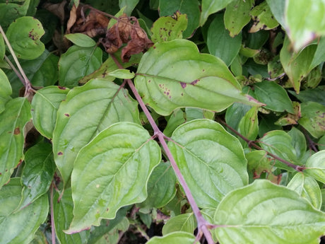 Cornus mas; hier mit Sommerbelaubung; bietet Vögeln Schutz; Einsatzmöglichkeit z.B. : Windschutzgehölz;;ab 3,02 Euro