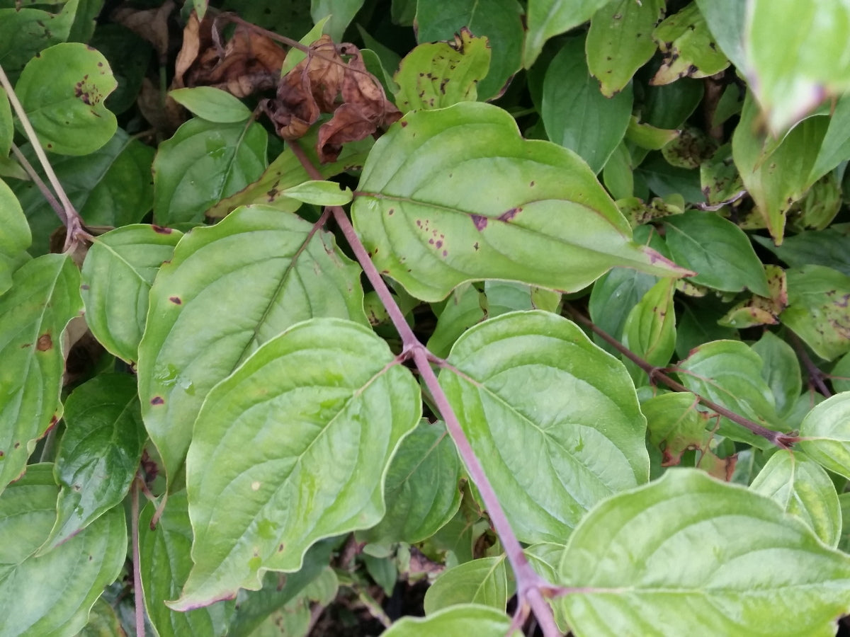 Cornus mas VkG 1, 2, 3, 4, 5, 6 mit Sommerbelaubung; Einsatz: ;;ab 3,25 Euro
