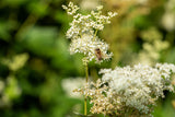 Filipendula ulmaria; bienenweide;;ab 0,00 Euro