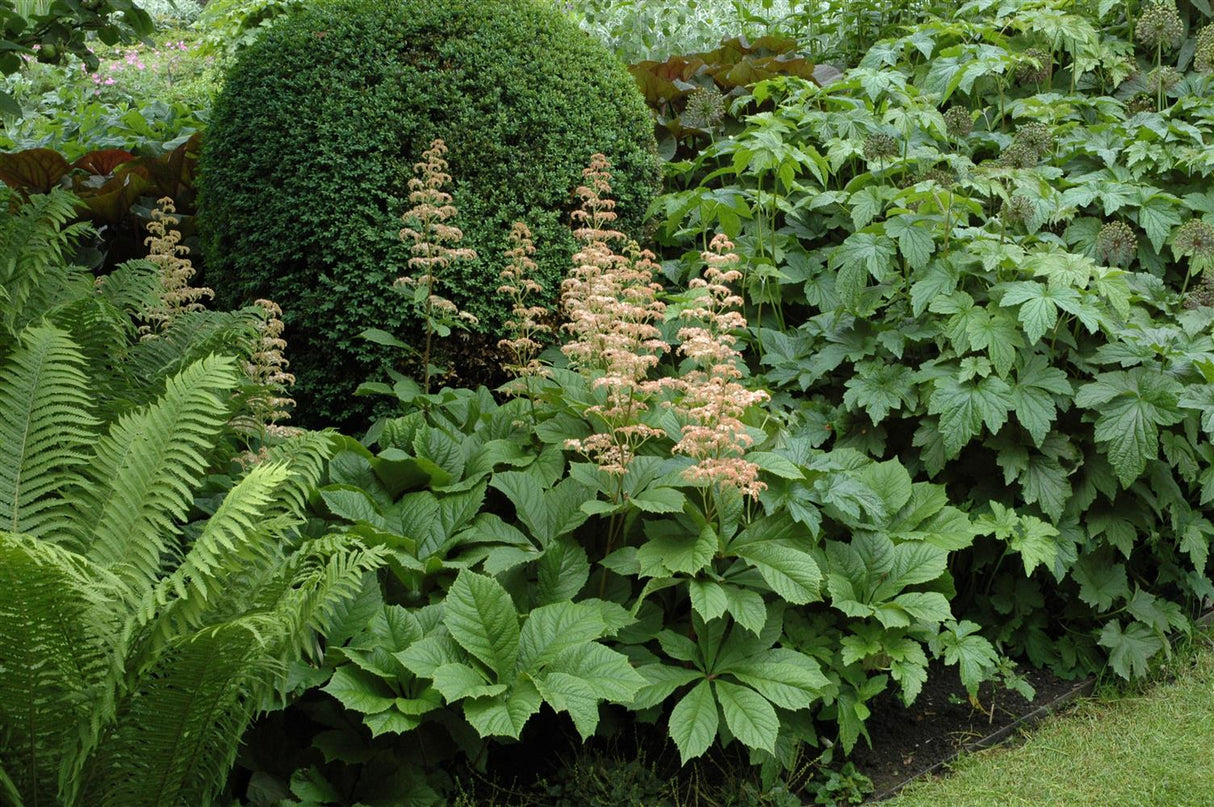 Rodgersia aesculifolia mit Blüte; Einsatz: ;;ab 8,80 Euro