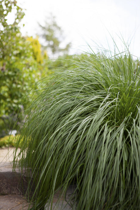 Pennisetum alopecuroides, gen. , ;;ab 2,49 Euro