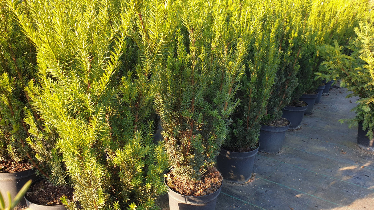 Taxus media 'Hillii' als Pflanze im Beet; Einsatz: Hecke, bietet Vögeln Nistplatz;;ab 18,50 Euro