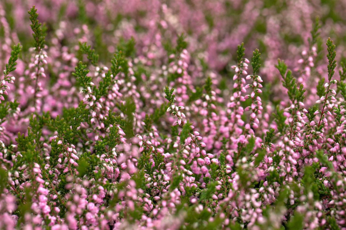 Calluna vulgaris 'J. H. Hamilton' , erhältlich von 10-15 bis 10-15 cm;;ab 2,31 Euro