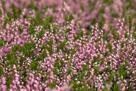 Calluna vulgaris 'J. H. Hamilton' , erhältlich von 10-15 bis 10-15 cm;;ab 2,31 Euro