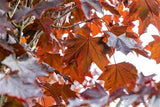 Blut-Ahorn 'Crimson Sentry' mit Herbstlaub, erhältlich als: Hochstamm; Einsatz: anspruchslose Pflanzeherbstfärbung;;günstig mit Qualität